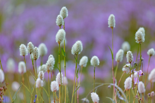 Bistort flowers Tuolumne Meadows-Yosemite National Park-California Poster Print - Adam Jones # VARPDXUS05AJE0651