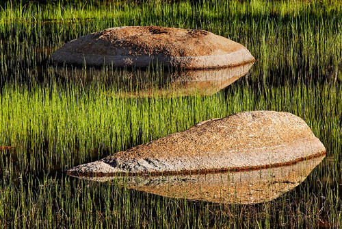 Rocks and grass at first light-Tuolumne Meadows-Yosemite National Park-California Poster Print - Adam Jones # VARPDXUS05AJE0635