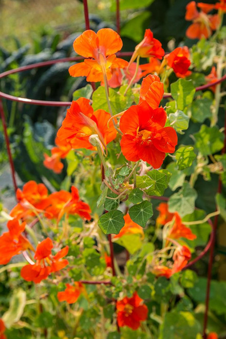 Issaquah-Washington State-USA Nasturtiums growing in and around a plant cage Poster Print - Janet Horton # VARPDXUS48JHO2086