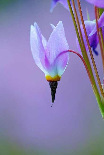 Meadow of Jeffreys Shooting star flowers-Tuolumne Meadows-Yosemite National Park-California Poster Print - Adam Jones # VARPDXUS05AJE0649