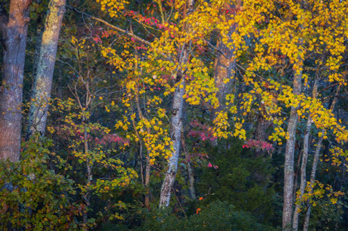 USA-New Jersey-Pine Barrens National Preserve Autumn colors in forest Poster Print - Jaynes Gallery # VARPDXUS31BJY0401