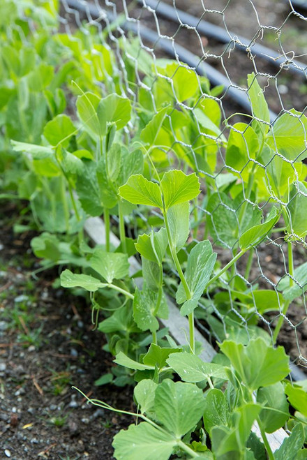 Issaquah-Washington State-USA Snap peas growing up a chicken wire trellis Poster Print - Janet Horton # VARPDXUS48JHO2101