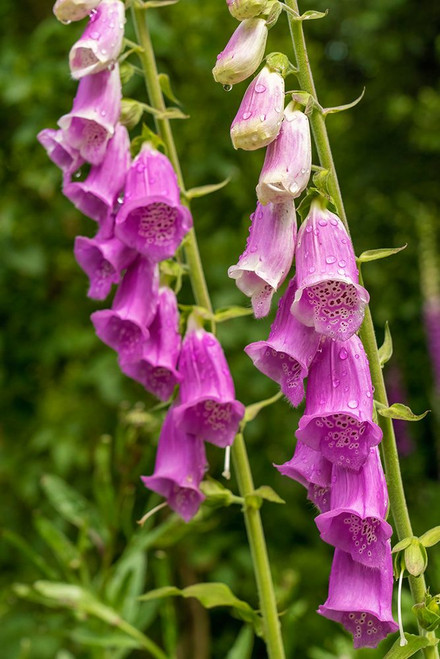 Issaquah-Washington State-USA Common Foxglove Poster Print - Janet Horton # VARPDXUS48JHO1908