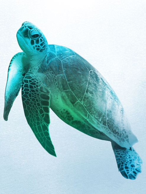 Floating Turtle 2 Poster Print - Marcus Prime # VARPDXMPRC1413C