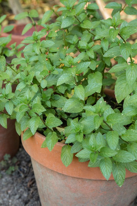 Bellevue-Washington State-USA Chocolate mint plants growing in a container garden Poster Print - Janet Horton # VARPDXUS48JHO2047