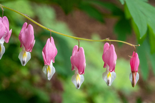 Issaquah-Washington State-USA Bleeding Heart flowers Poster Print - Janet Horton # VARPDXUS48JHO2065