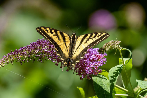 Issaquah-Washington State-USA Western Tiger Swallowtail butterfly pollinating a Butterfly Bush Poster Print - Janet Horton # VARPDXUS48JHO1995