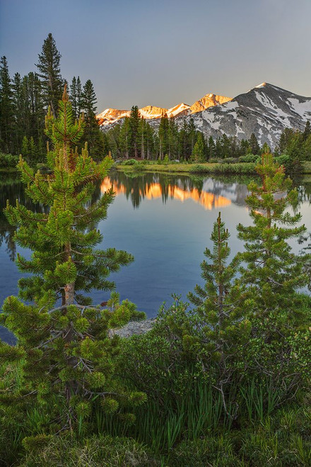 Alpine tarn-Tuolumne Meadows sunrise-Yosemite National Park-California Poster Print - Adam Jones # VARPDXUS05AJE0586