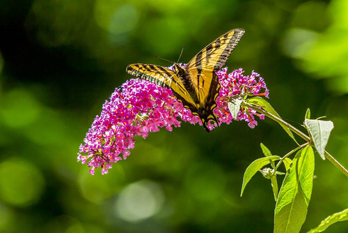 Issaquah-Washington State-USA Western Tiger Swallowtail butterfly Poster Print - Janet Horton # VARPDXUS48JHO1962