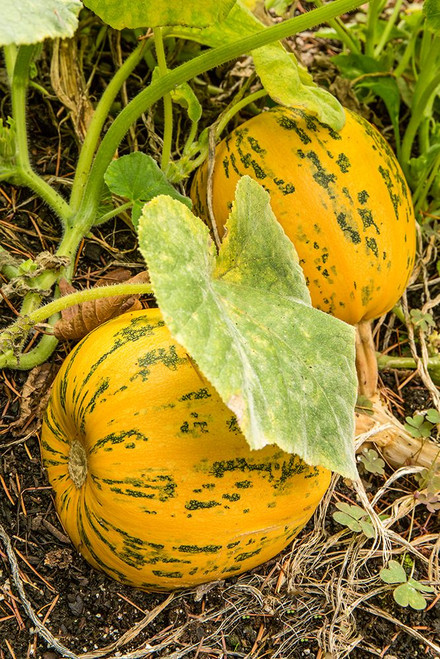Issaquah-Washington State-USA Kakai pumpkins growing in a garden Poster Print - Janet Horton # VARPDXUS48JHO1956