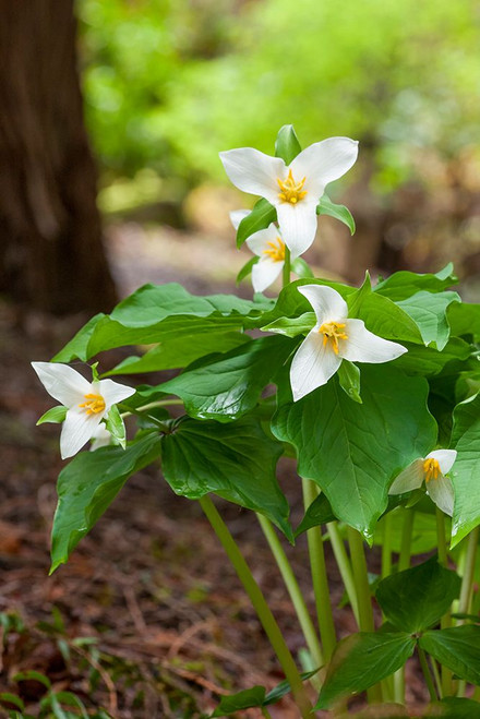 Issaquah-Washington State-USA Western Trillium wildflowers Poster Print - Janet Horton # VARPDXUS48JHO1961
