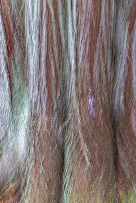 USA-Washington State-Seabeck Forest fantasy composite in Guillemot Cove Nature Preserve Poster Print - Jaynes Gallery # VARPDXUS48BJY2237