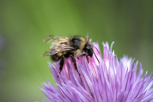 Issaquah-Washington State-USA Yellow Head Bumblebee pollinating a chive blossom Poster Print - Janet Horton # VARPDXUS48JHO1979