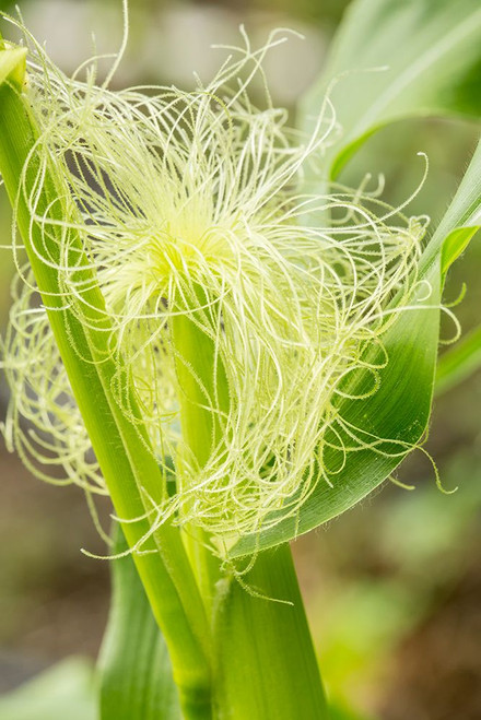 Issaquah-Washington State-USA An ear of unripe corn Poster Print - Janet Horton # VARPDXUS48JHO1894
