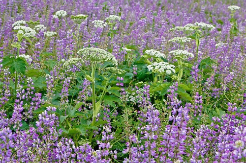Cow parsnip and purple lupine flowers and tree in fog-Bald Hills Road-California Poster Print - Adam Jones # VARPDXUS05AJE0581