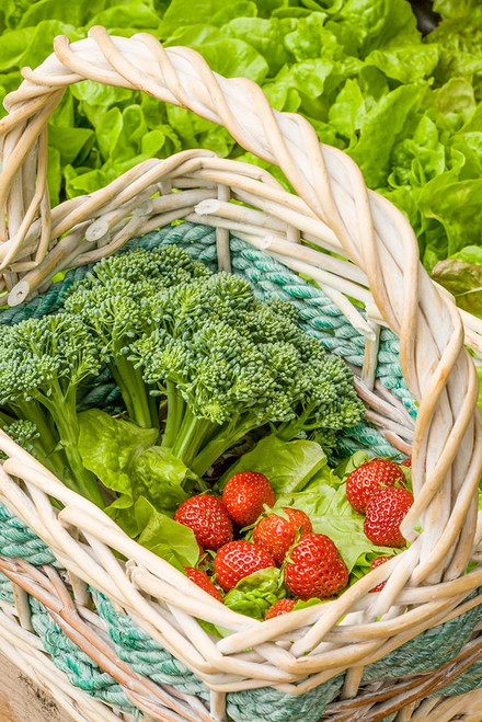 Issaquah-Washington State-USA Basket of freshly harvested Blue Wind broccoli Poster Print - Janet Horton # VARPDXUS48JHO1948