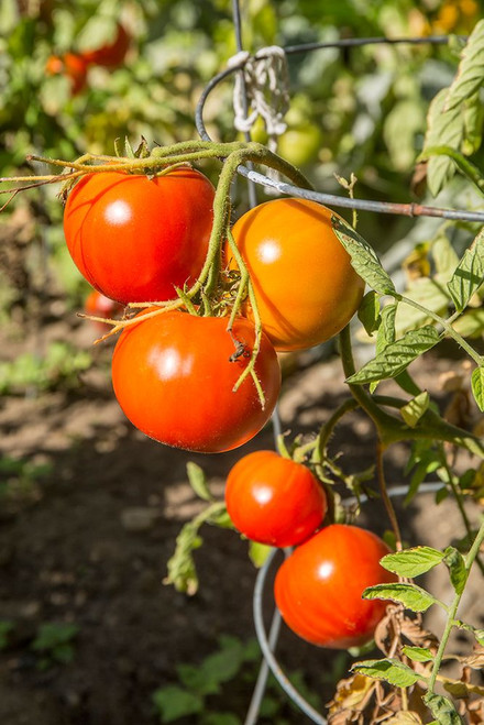 Bellevue-Washington State-USA Ripe Willamette tomatoes on the vine Poster Print - Janet Horton # VARPDXUS48JHO1877