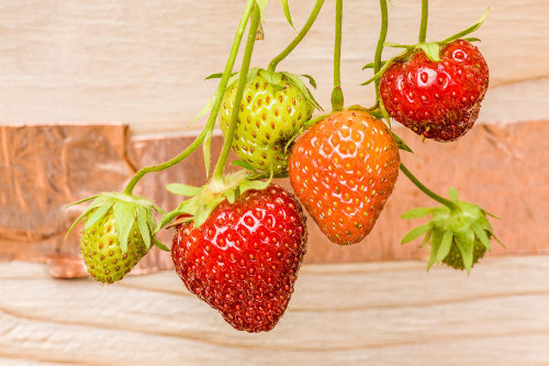 Issaquah-Washington State-USA Everbearing strawberries Poster Print - Janet Horton # VARPDXUS48JHO1909