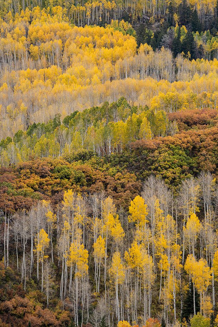 USA-Colorado-Uncompahgre National Forest Autumn-colored forest Poster Print - Jaynes Gallery # VARPDXUS06BJY2671