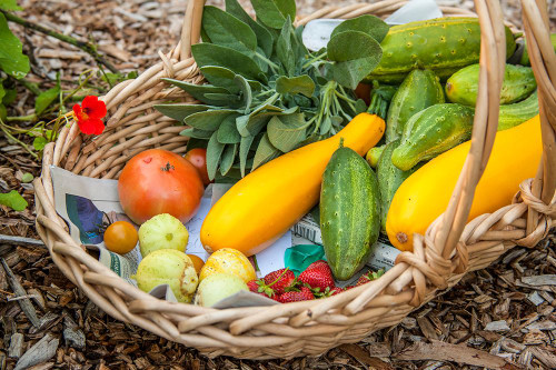 Issaquah-Washington State-USA Basket of freshly harvested produce Poster Print - Janet Horton # VARPDXUS48JHO1865