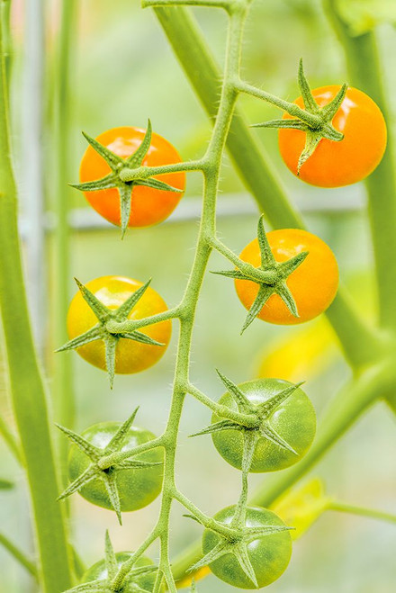 Issaquah-Washington State-USA Cluster of Sun Gold cherry tomatoes Poster Print - Janet Horton # VARPDXUS48JHO1871