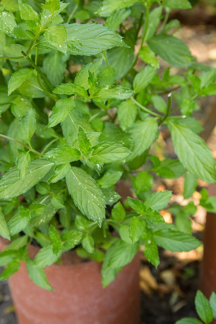 Bellevue-Washington State-USA Spearmint growing in a clay pot Poster Print - Janet Horton # VARPDXUS48JHO1882