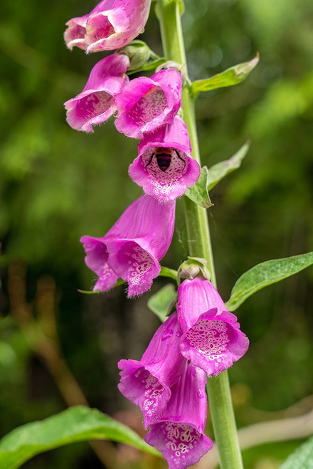 Issaquah-Washington State-USA Common Foxglove Poster Print - Janet Horton # VARPDXUS48JHO1832