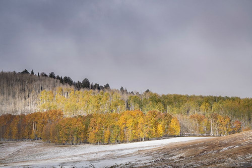 USA-Colorado-Uncompahgre National Forest Aspen forest in late autumn Poster Print - Jaynes Gallery # VARPDXUS06BJY2732