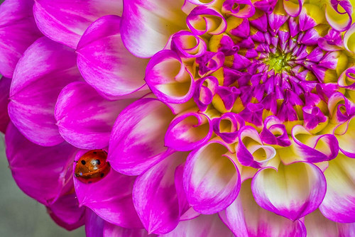 Usa-Washington State-Sammamish Ladybug on a Dahlia Poster Print - Hollice Looney # VARPDXUS48HLL0158