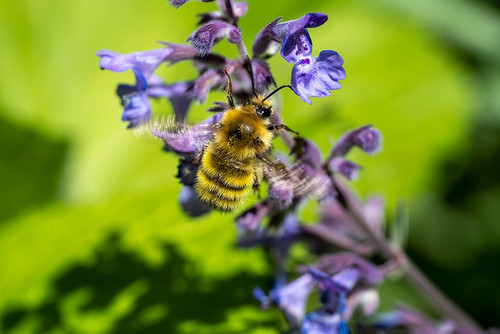 Issaquah-Washington State-USA-Honeybee pollinating a Walkers Low catnip-Nepeta Walkers Low Poster Print - Janet Horton # VARPDXUS48JHO1736