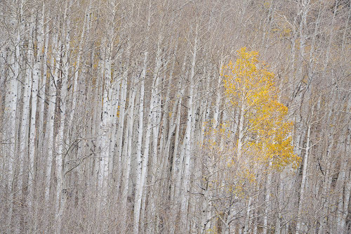 USA-Colorado-Uncompahgre National Forest Autumn-colored aspens Poster Print - Jaynes Gallery # VARPDXUS06BJY2700