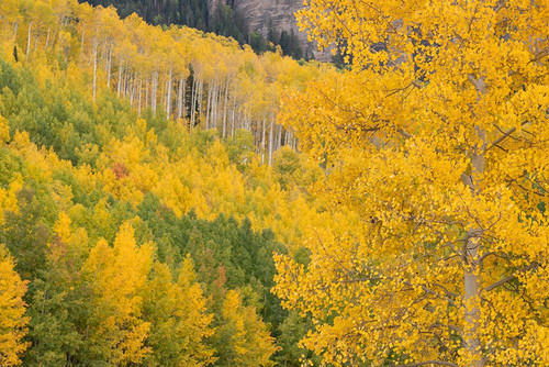 USA-Colorado-Uncompahgre National Forest Autumn-colored forest Poster Print - Jaynes Gallery # VARPDXUS06BJY2687