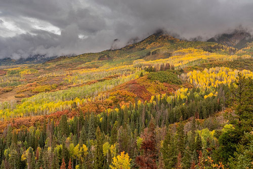 USA-Colorado-Uncompahgre National Forest Autumn-colored forest and rain clouds Poster Print - Jaynes Gallery # VARPDXUS06BJY2656
