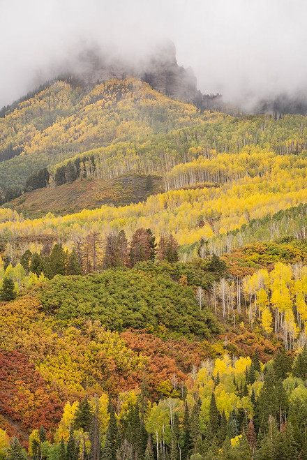 USA-Colorado-Uncompahgre National Forest Cloud and autumn-colored forest Poster Print - Jaynes Gallery # VARPDXUS06BJY2662