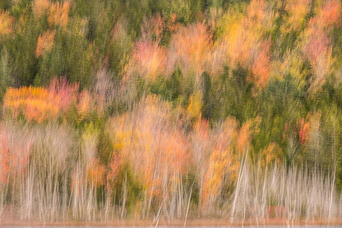 USA-Maine-Acadia National Park Forest abstract Poster Print - Jaynes Gallery # VARPDXUS20BJY0073