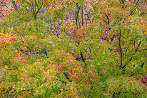 USA-Washington State-Seabeck Japanese maple tree in autumn Poster Print - Jaynes Gallery # VARPDXUS48BJY2284