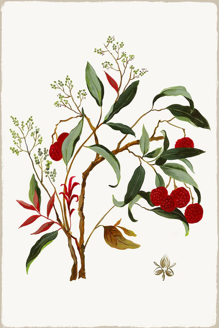 New Botana II Poster Print - Asia Jensen # VARPDXJN632A