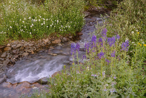 USA-Colorado Mountain wildflowers and stream Poster Print - Jaynes Gallery # VARPDXUS06BJY2496