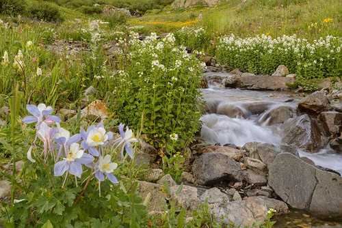 USA-Colorado Mountain wildflowers and stream Poster Print - Jaynes Gallery # VARPDXUS06BJY2500