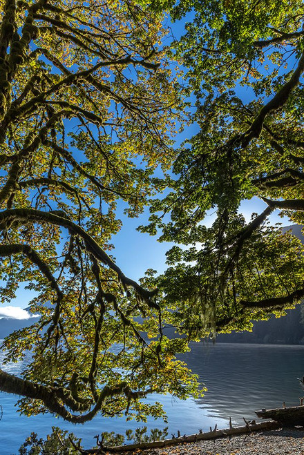 USA-Washington State-Olympic National Park Alder tree branches overhang shore of Lake Crescent Poster Print - Jaynes Gallery # VARPDXUS48BJY2257
