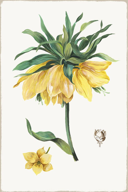 New Botana I Poster Print - Asia Jensen # VARPDXJN631A