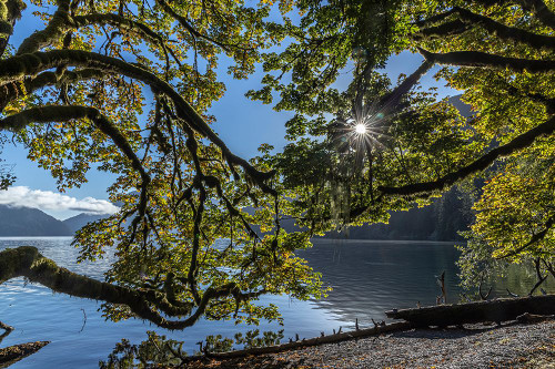 USA-Washington State-Olympic National Park Alder tree branches overhang shore of Lake Crescent Poster Print - Jaynes Gallery # VARPDXUS48BJY2256