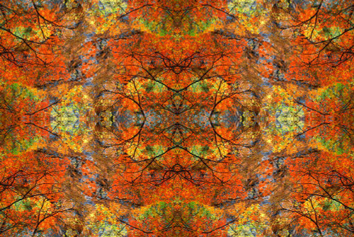Autumn tree abstract Poster Print - Jaynes Gallery # VARPDXNA01BJY0036