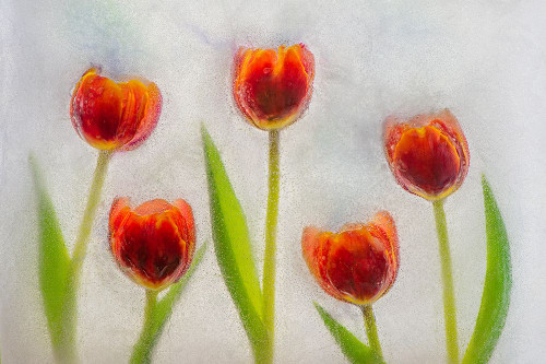Tulip in ice Poster Print - Jaynes Gallery # VARPDXNA01BJY0077