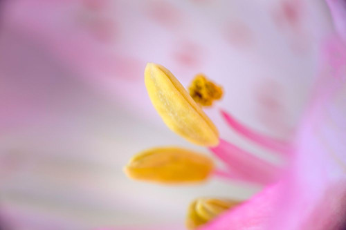 Pink lily flower Poster Print - Adam Jones # VARPDXNA01AJE0321