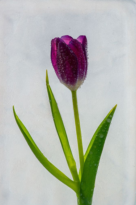 Tulip in ice Poster Print - Jaynes Gallery # VARPDXNA01BJY0063