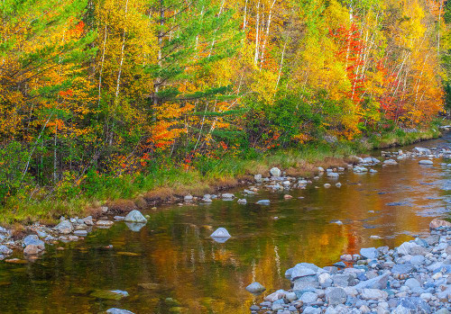 USA-New England-Maine-Wild River-reflections of Autumn colors in small river Poster Print - Sylvia Gulin # VARPDXUS20SGU0006