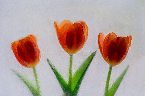 Tulip in ice Poster Print - Jaynes Gallery # VARPDXNA01BJY0052