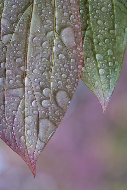 USA-Washington State-Seabeck Raindrops on peony leaves Poster Print - Jaynes Gallery # VARPDXUS48BJY2243