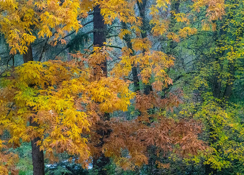 USA-Washington State-Easton and fall colors on Big Leaf Maple and Vine Maple Poster Print - Sylvia Gulin # VARPDXUS48SGU0599